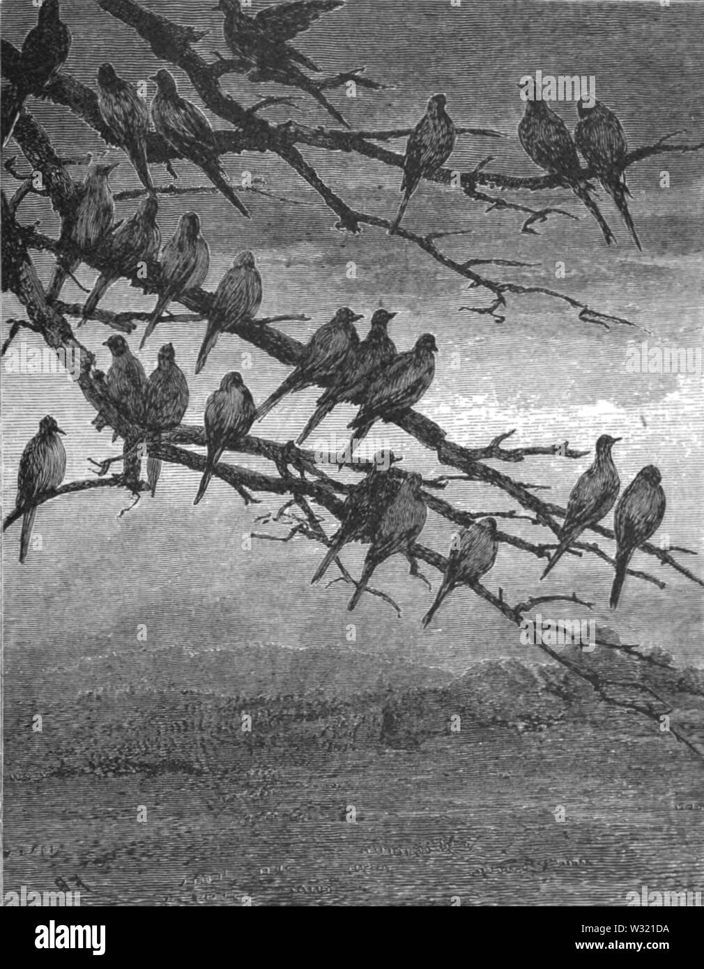 SMO V12 D487 pigeons sauvages à roost Banque D'Images