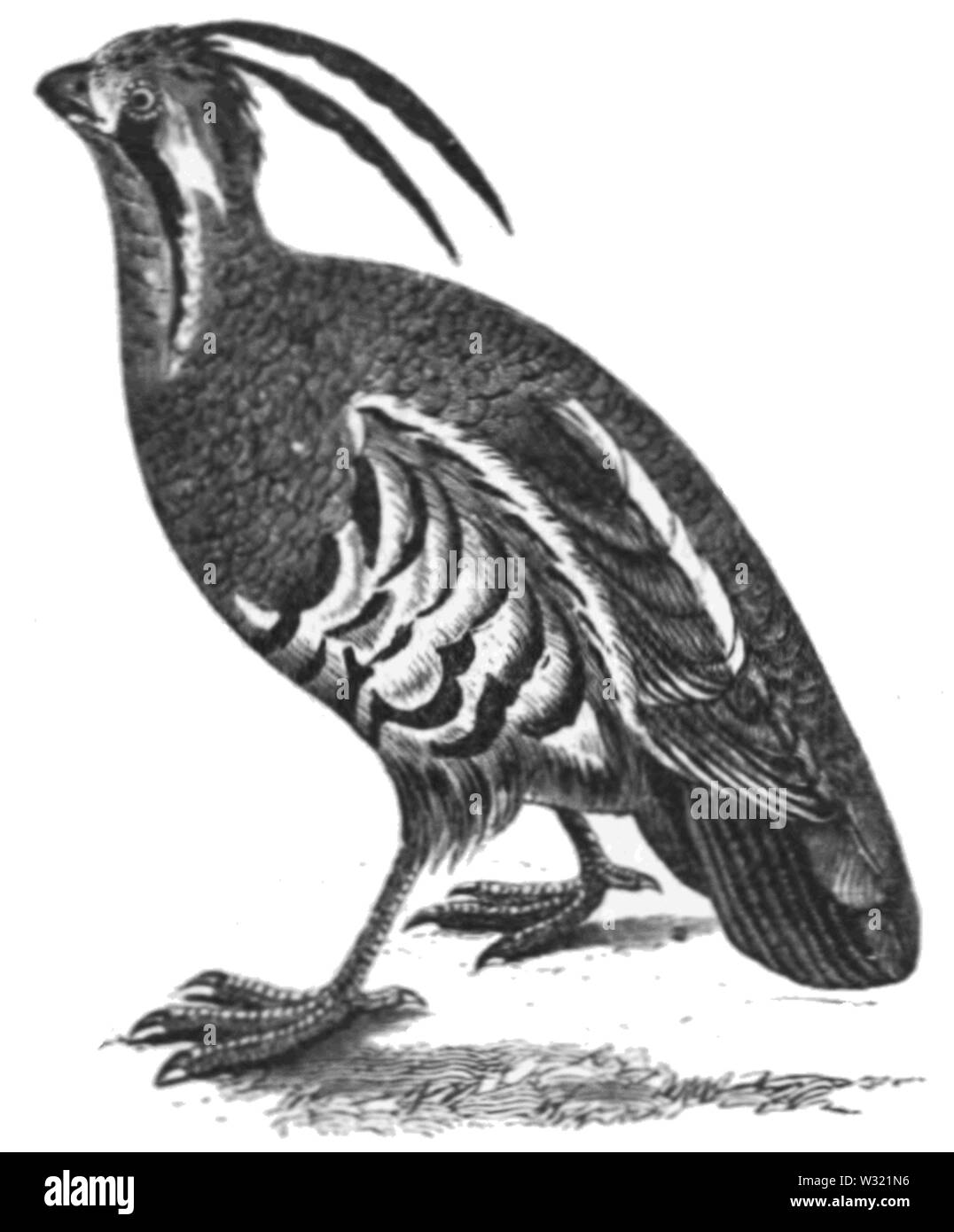 SMO V12 D698 Colin des montagnes ou empanaché partridge Banque D'Images