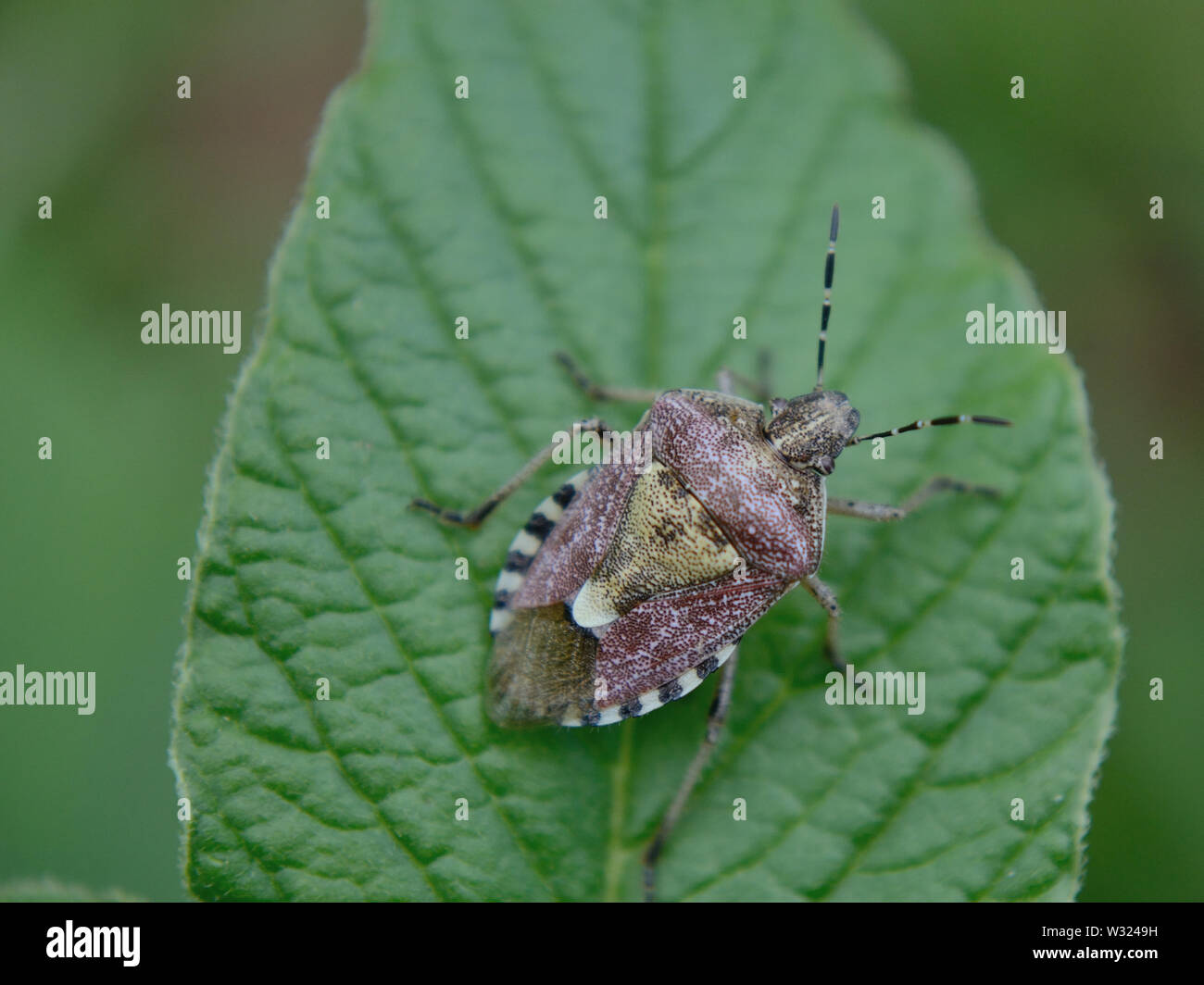 Close up of hot hairy shieldbug Dolycoris baccarum (nymphe) on leaf Banque D'Images