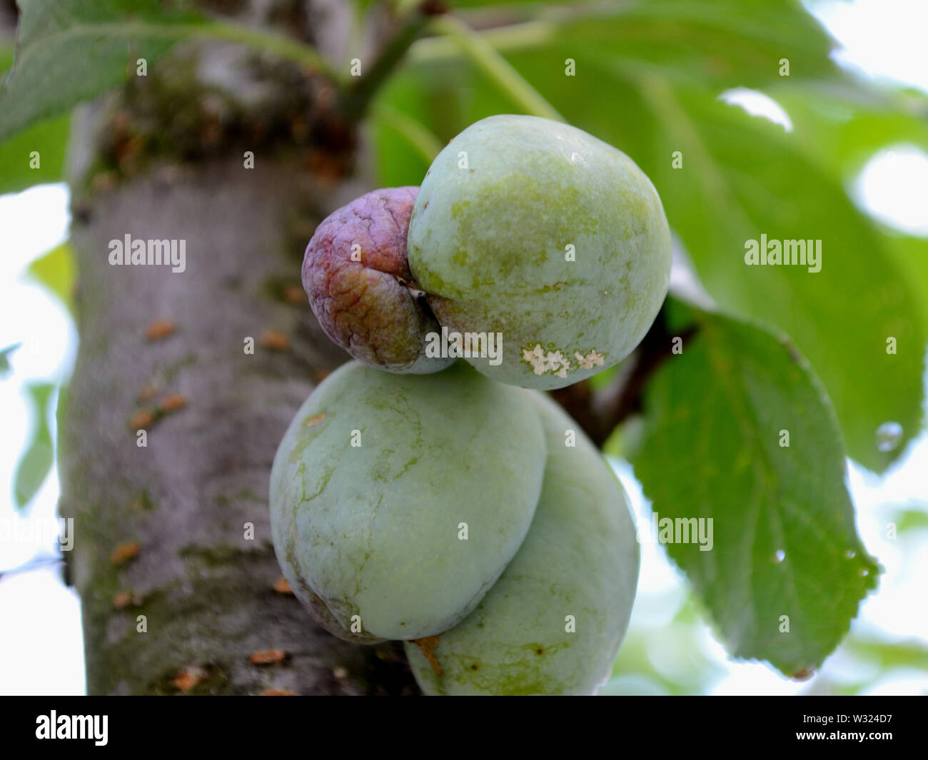 Les prunes sur un prunier, Close up Monilia laxa (Monilinia laxa) Banque D'Images