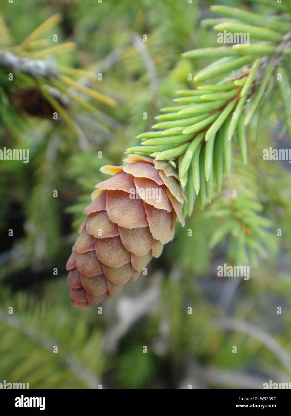 Pinus arbre fruit macro fond fine art sur des produits de grande qualité Banque D'Images