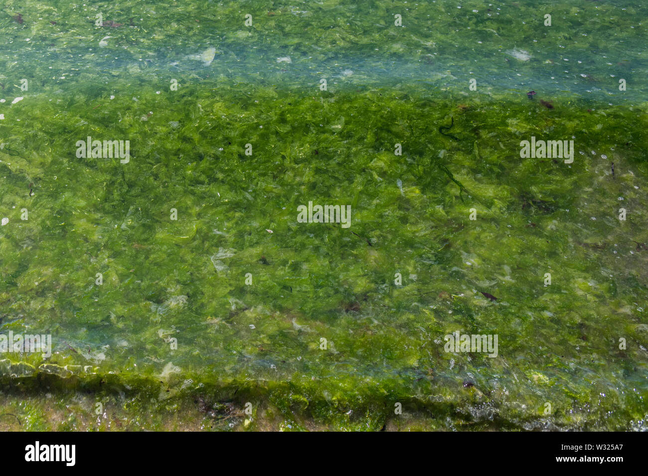 La Laitue de mer Algues Algues vertes / Ulva lactuca échoués sur une plage, et déposés à la dérive. Rejetés par la métaphore, concept échoués. Banque D'Images