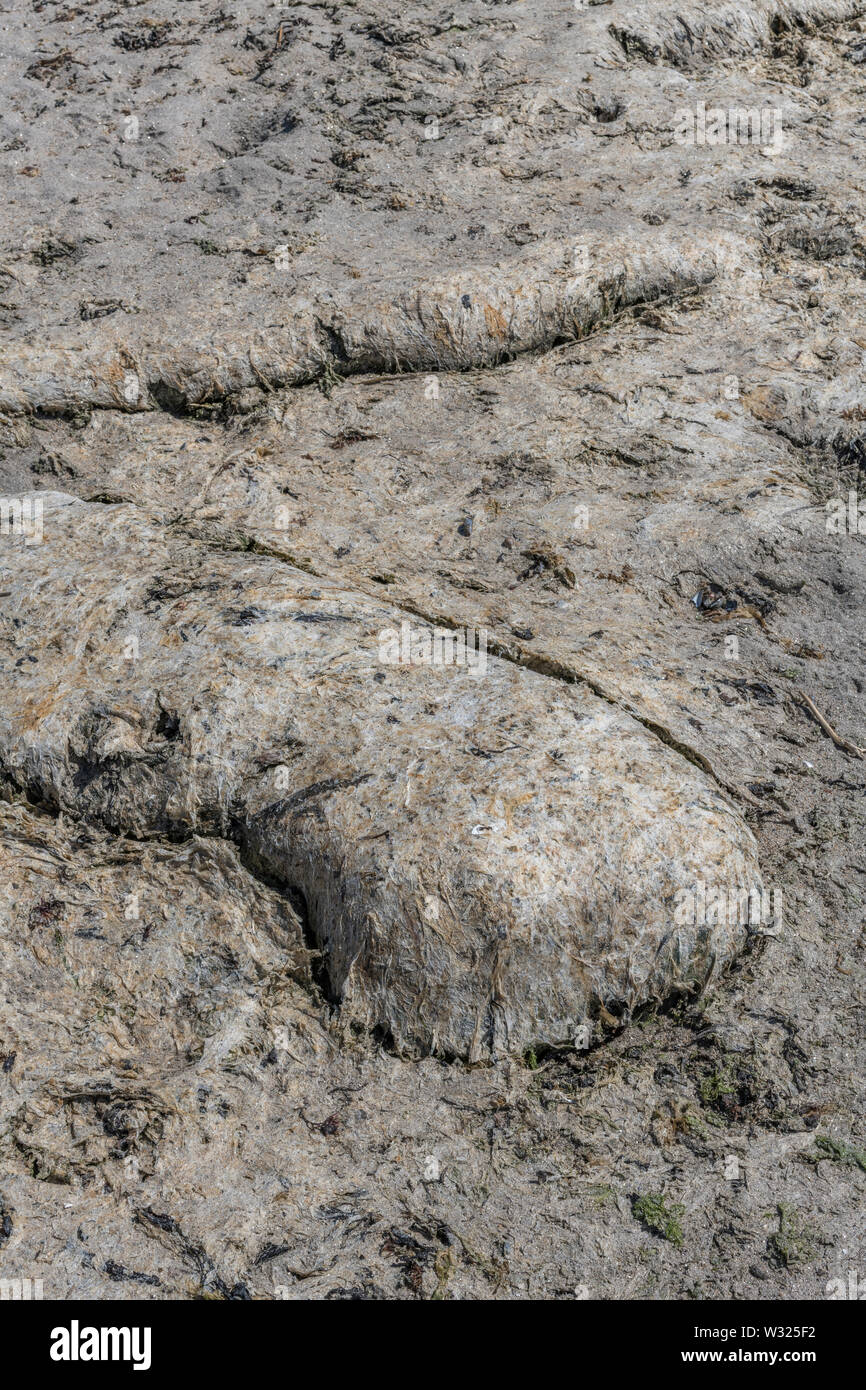 La Laitue de mer algue verte / Ulva lactuca échoués sur une plage, et déposés à la dérive. Rejetés par la métaphore, concept échoués. Banque D'Images