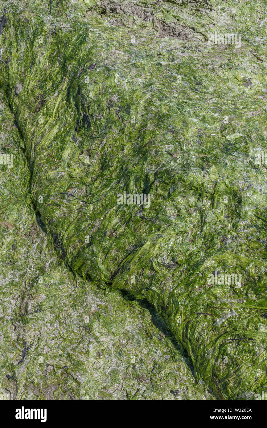 Brin d'algue verte de laitue de mer / Ulva lactuca échoués sur une plage, et déposés à la dérive. Rejetés par la métaphore, concept échoués. Banque D'Images
