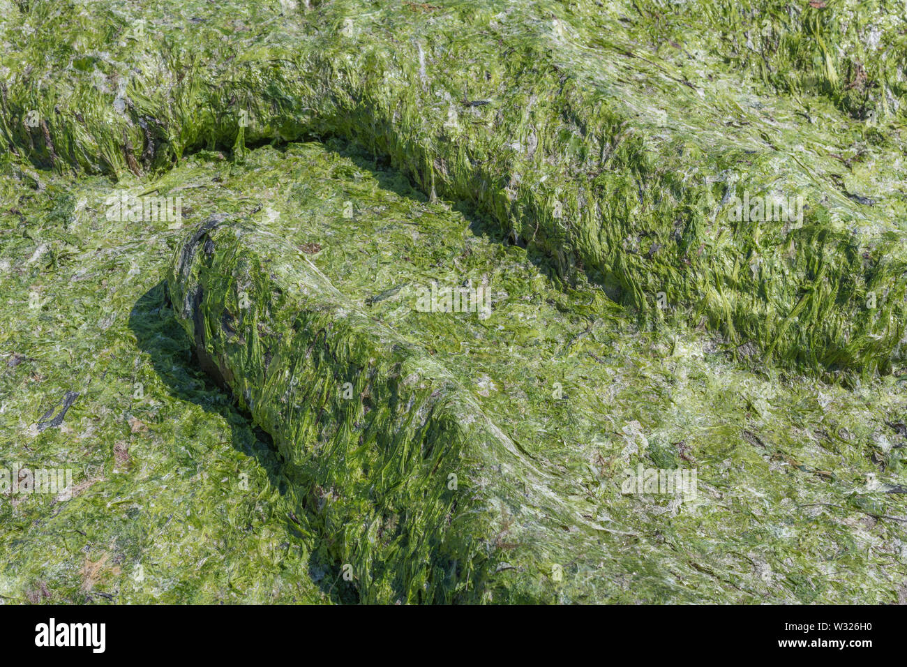 Brin d'algue verte de laitue de mer / Ulva lactuca échoués sur une plage, et déposés à la dérive. Rejetés par la métaphore, concept échoués. Banque D'Images