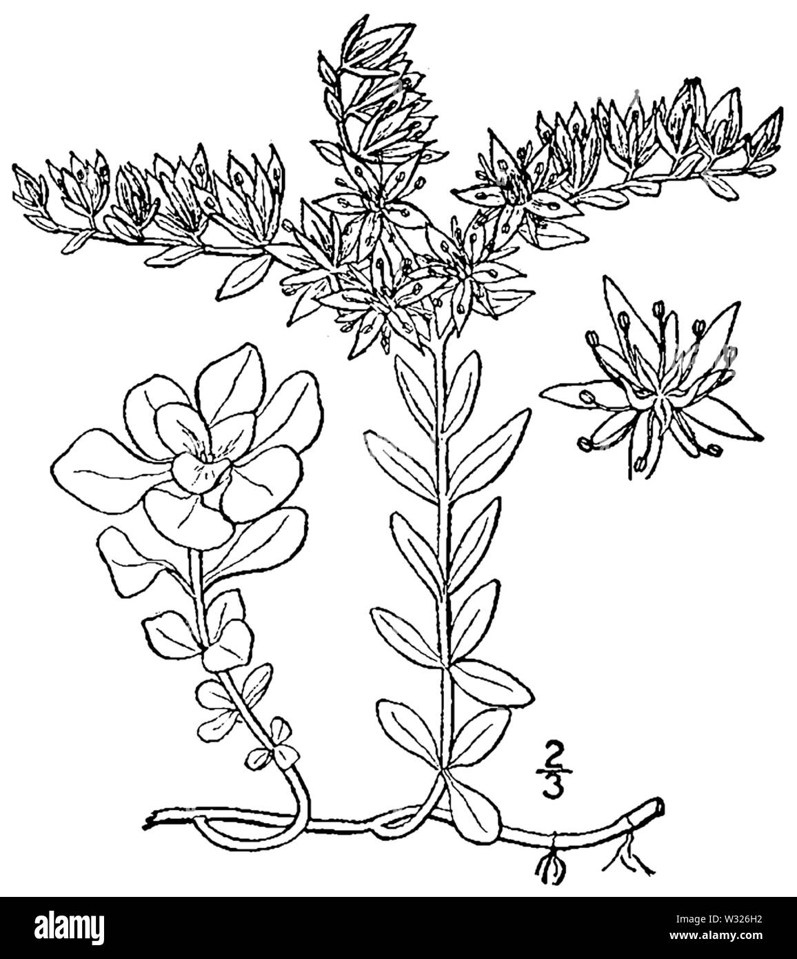 Sedum ternatum BB-1913 Banque D'Images