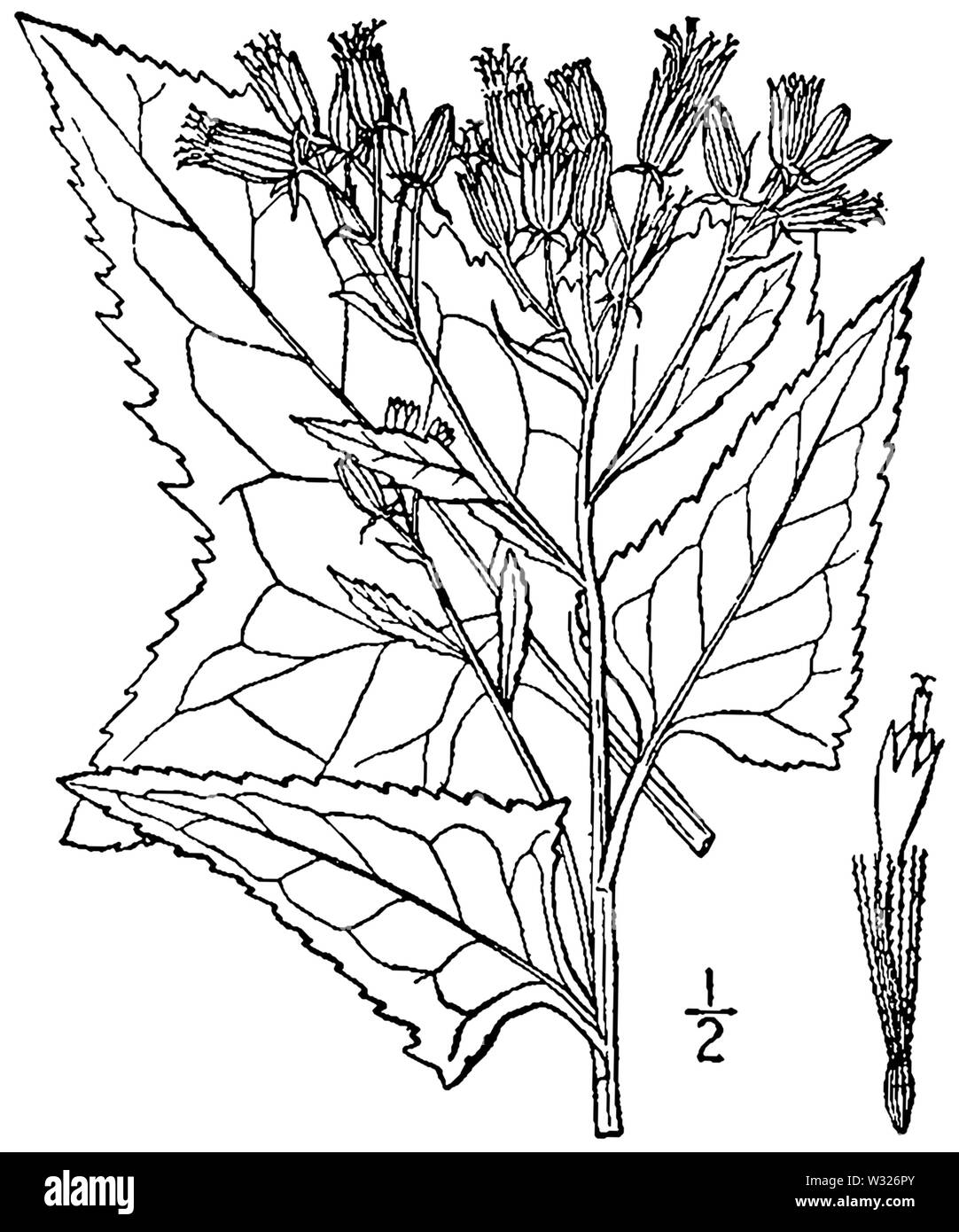 Senecio suaveolens BB-1913 Banque D'Images