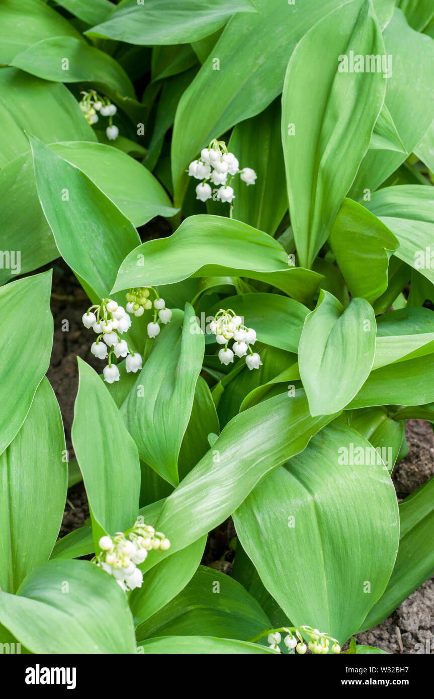 Convallaria majalis Lily-of-the-Valley c'est une plante à feuilles persistantes qui peut être utilisée pour la couverture de sol ou cultivée dans une bordure ombragée, elle est entièrement dure Banque D'Images