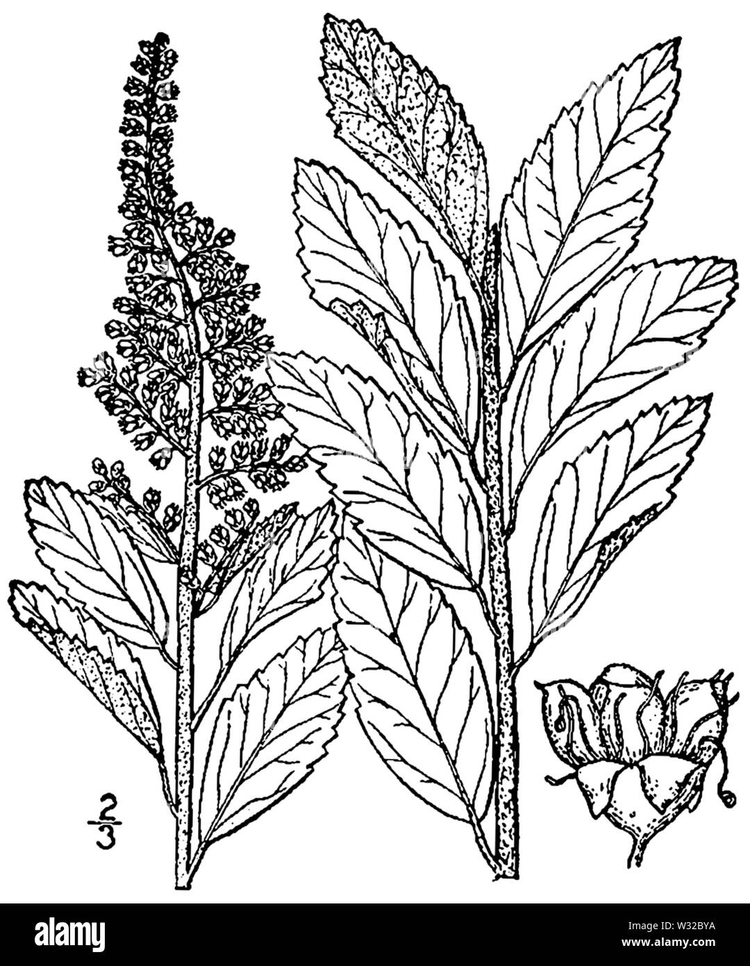 Spiraea tomentosa BB-1913 Banque D'Images