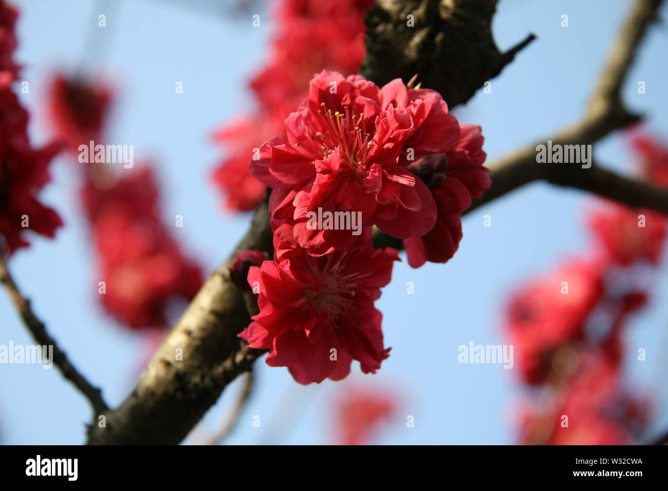 Au cours de la fleurs japonais cherry blossom festival - Hanami Banque D'Images