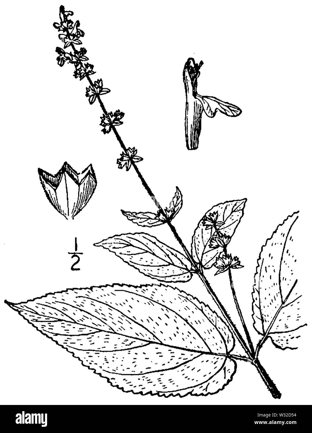 Stachys cordata BB-1913-1 Banque D'Images