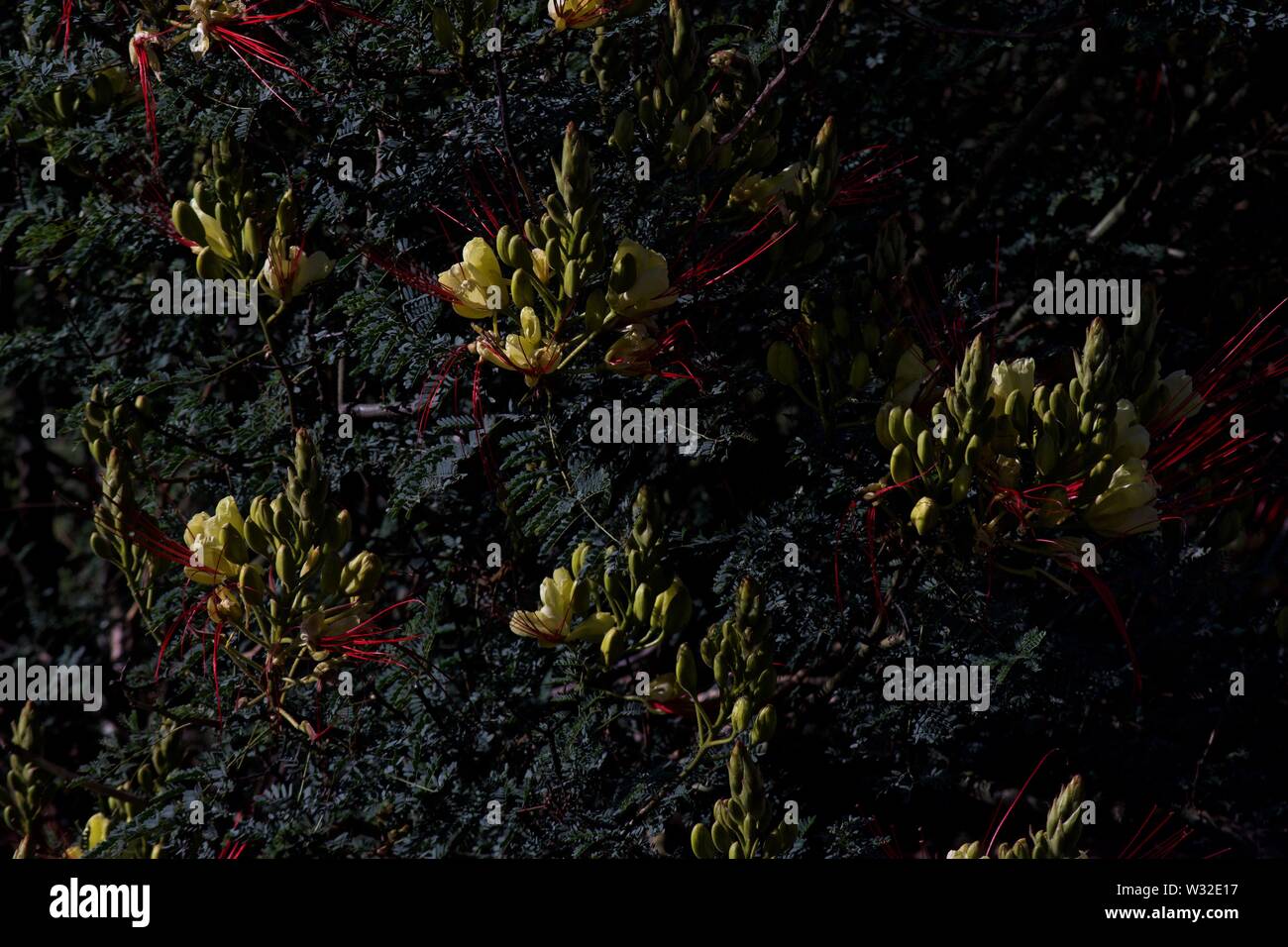 Oiseau du Paradis floraison, les jardins publics, Ville de Canyon Parc Aquatique, Canyon, Texas. Banque D'Images