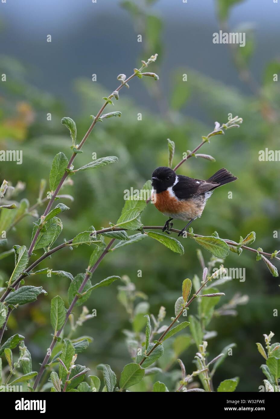 Un espace européen de Stonechat (Saxicola rubicola), une espèce, à Mull, Écosse, Royaume-Uni, Europe Banque D'Images