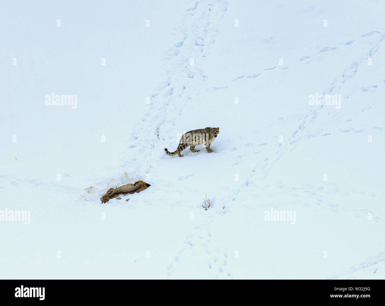 Gray Ghost de l'Himalaya (Snow Leopard), tuer et manger un bouquetin, animal très camoflaged se cacher dans les montagnes, dans les conditions climatiques extrêmes Banque D'Images