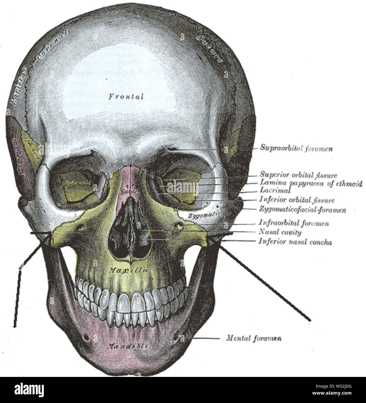 Suturazygomaticomaxillaris Banque D'Images