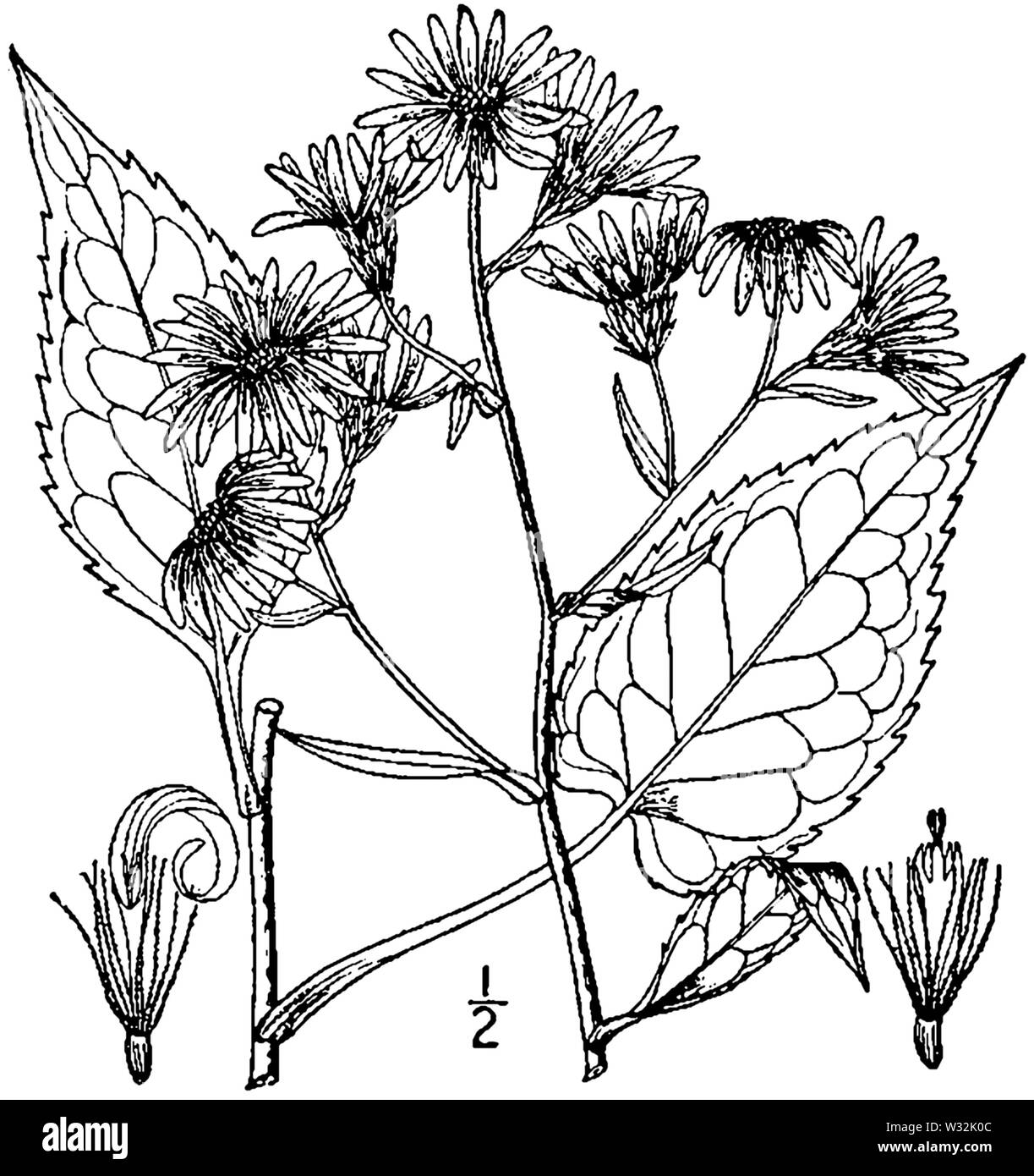 Symphyotrichum ciliolatum dimensions 01 Banque D'Images