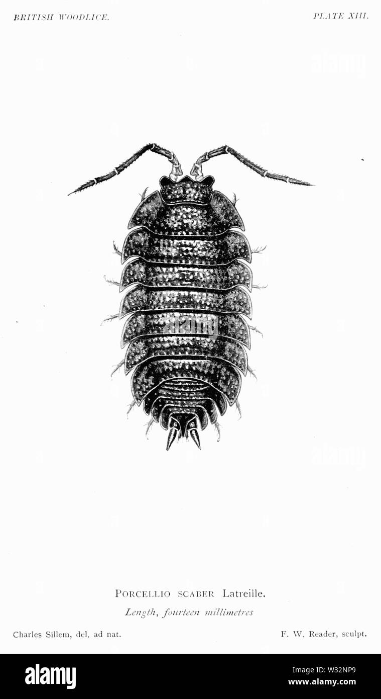 Les cloportes britannique 56 Banque D'Images