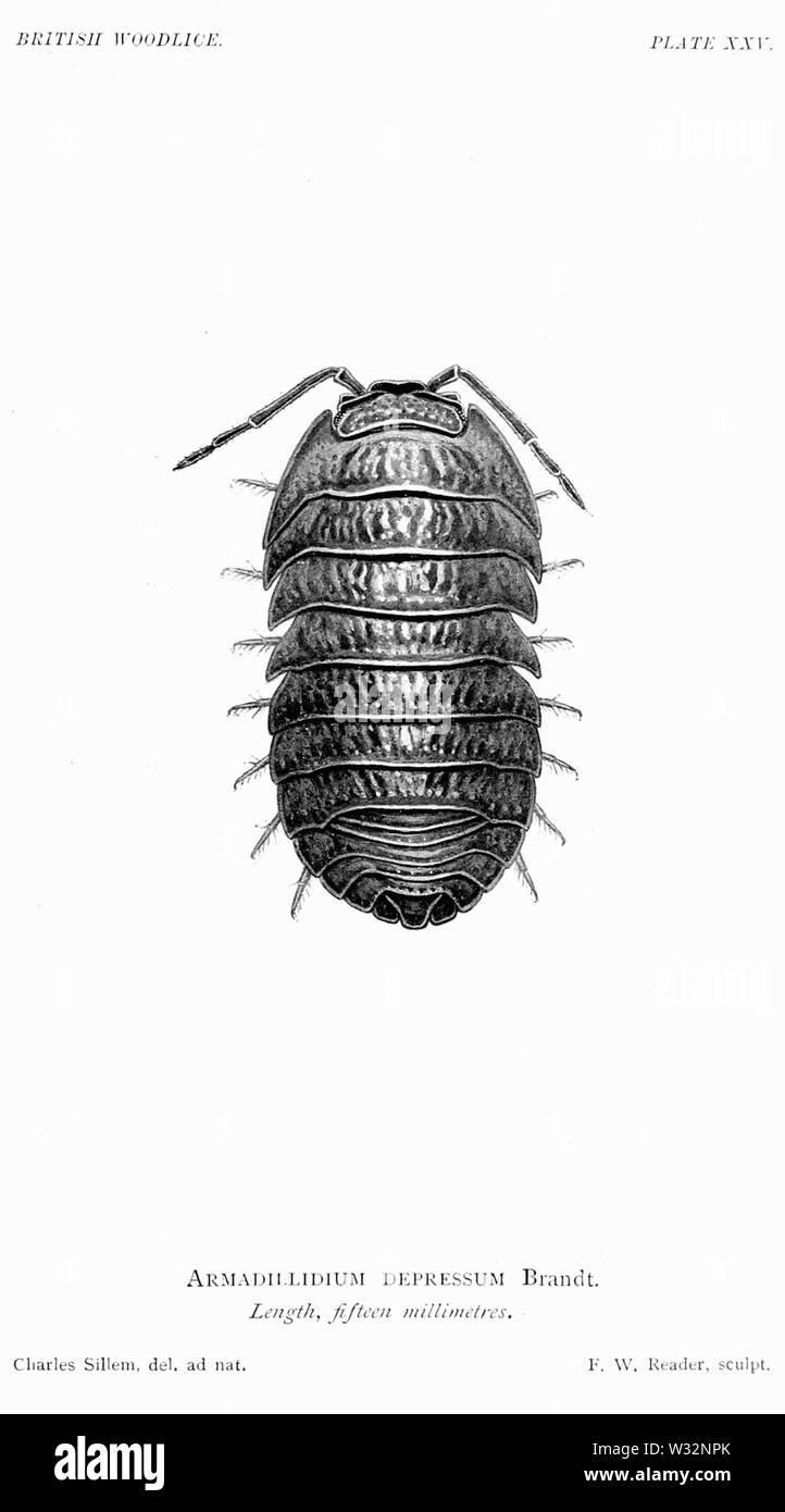 Les cloportes britannique 68 Banque D'Images