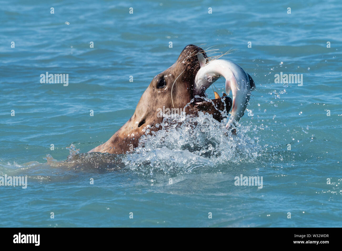 Lion de mer de Steller avaler une rose saumon à Solomon Gulch Hatchery dans Valdez dans le sud de l'Alaska. Banque D'Images