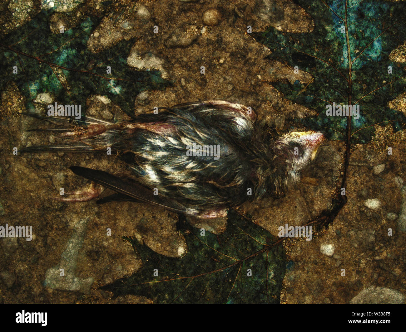 Oiseau mort au sol Banque de photographies et d’images à haute résolution Alamy