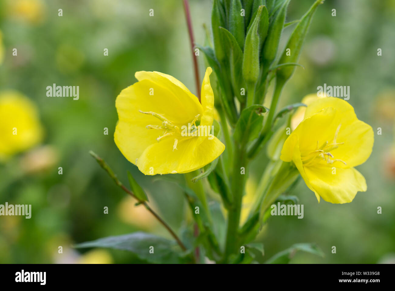 Macro fleurs jaune d'onagre Banque D'Images