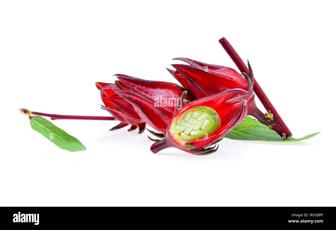 Hibiscus sabdariffa ou fruits de la roselle isolé sur fond blanc Banque D'Images