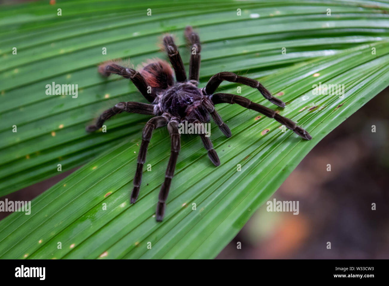 Goliath birdeater tarantula theraphosa blondi Banque de photographies ...