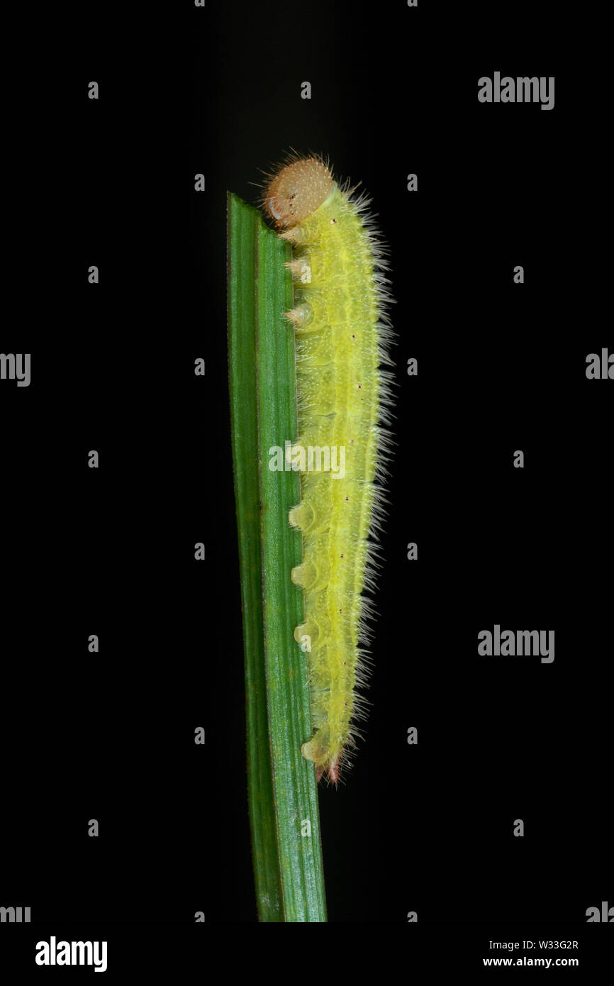 Papillon blanc marbré caterpillar (Melanargia galathea) se nourrissant d'un brin d'herbe dans Fonmell Réserve naturelle vers le bas, Dorset, Angleterre. Banque D'Images