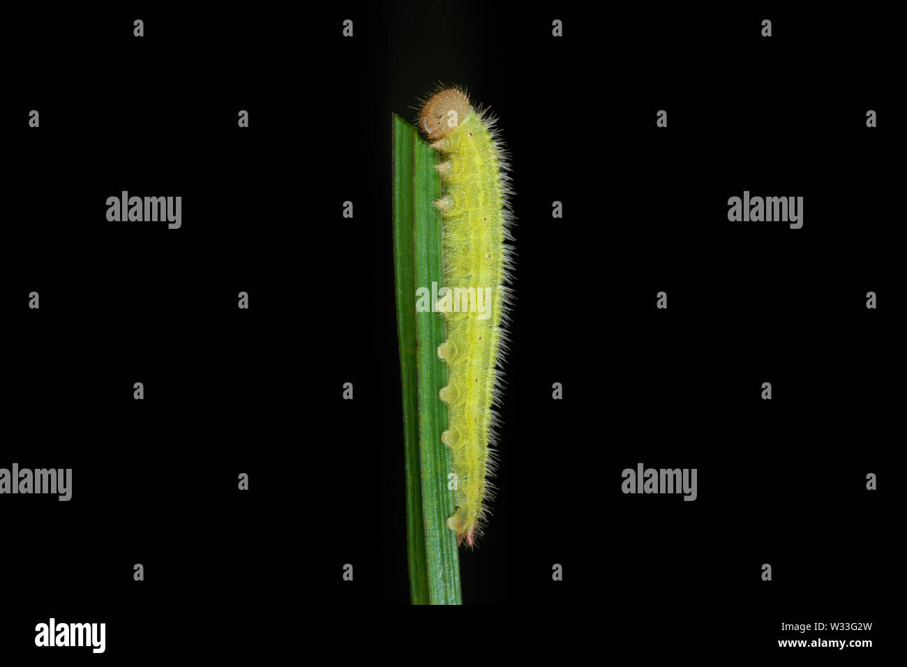 Papillon blanc marbré caterpillar (Melanargia galathea) se nourrissant d'un brin d'herbe dans Fonmell Réserve naturelle vers le bas, Dorset, Angleterre. Banque D'Images