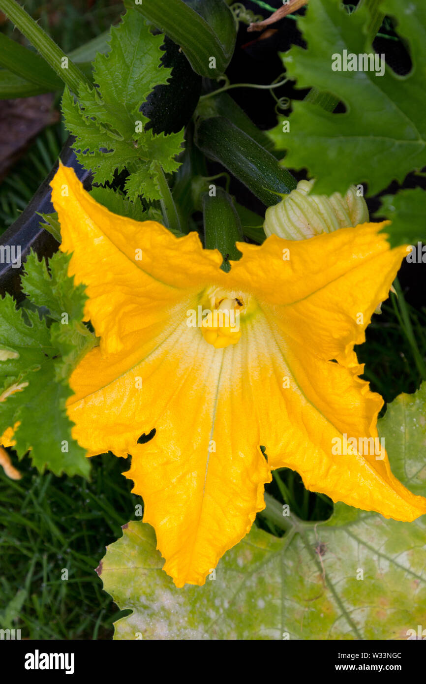 Fleur de courgette Banque D'Images