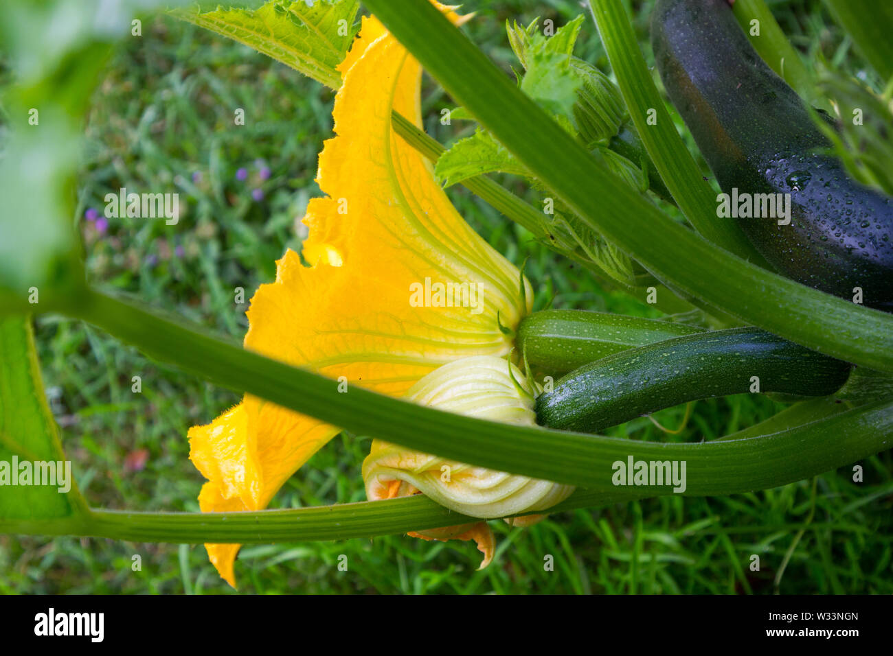 Fleur de courgette Banque D'Images