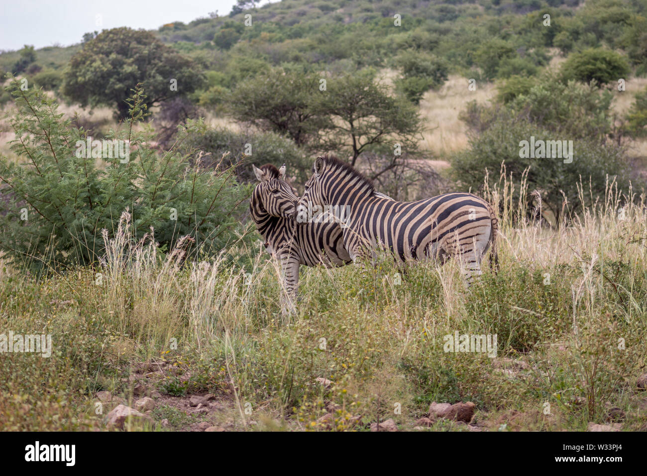 Burchels zèbre dans le Parc National de Pilanesberg Banque D'Images