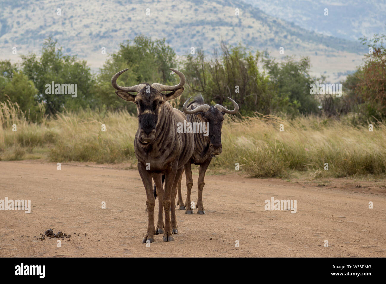 Le Gnou bleu debout sur route dans le Parc National de Pilanesberg Banque D'Images