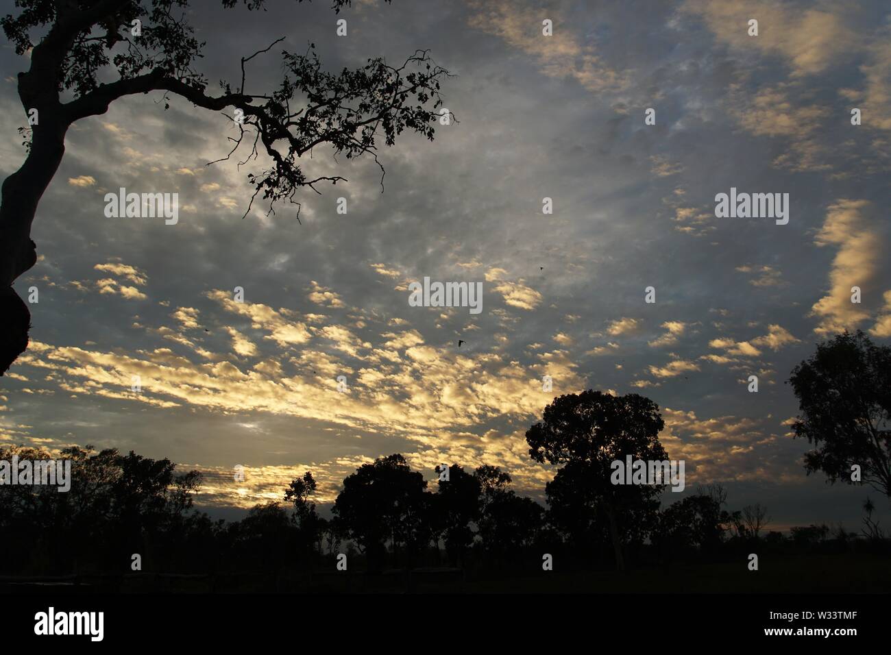 Aube dramatique Ciel avec Low Angle View of Tree Silhouettes Banque D'Images