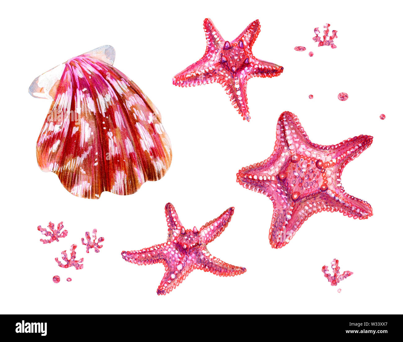 Ensemble de coquillages des pétoncles et des étoiles de mer. Le rose et la nacre clam Pectinidae et les algues. Nature de l'océan mondial. Résident sous l'eau. Été Banque D'Images