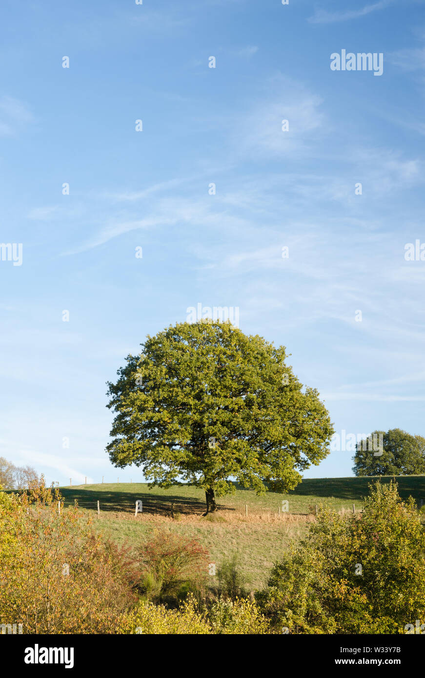 Paysage idyllique avec un seul arbre et domaine agricole dans la campagne au cours de l'automne Banque D'Images