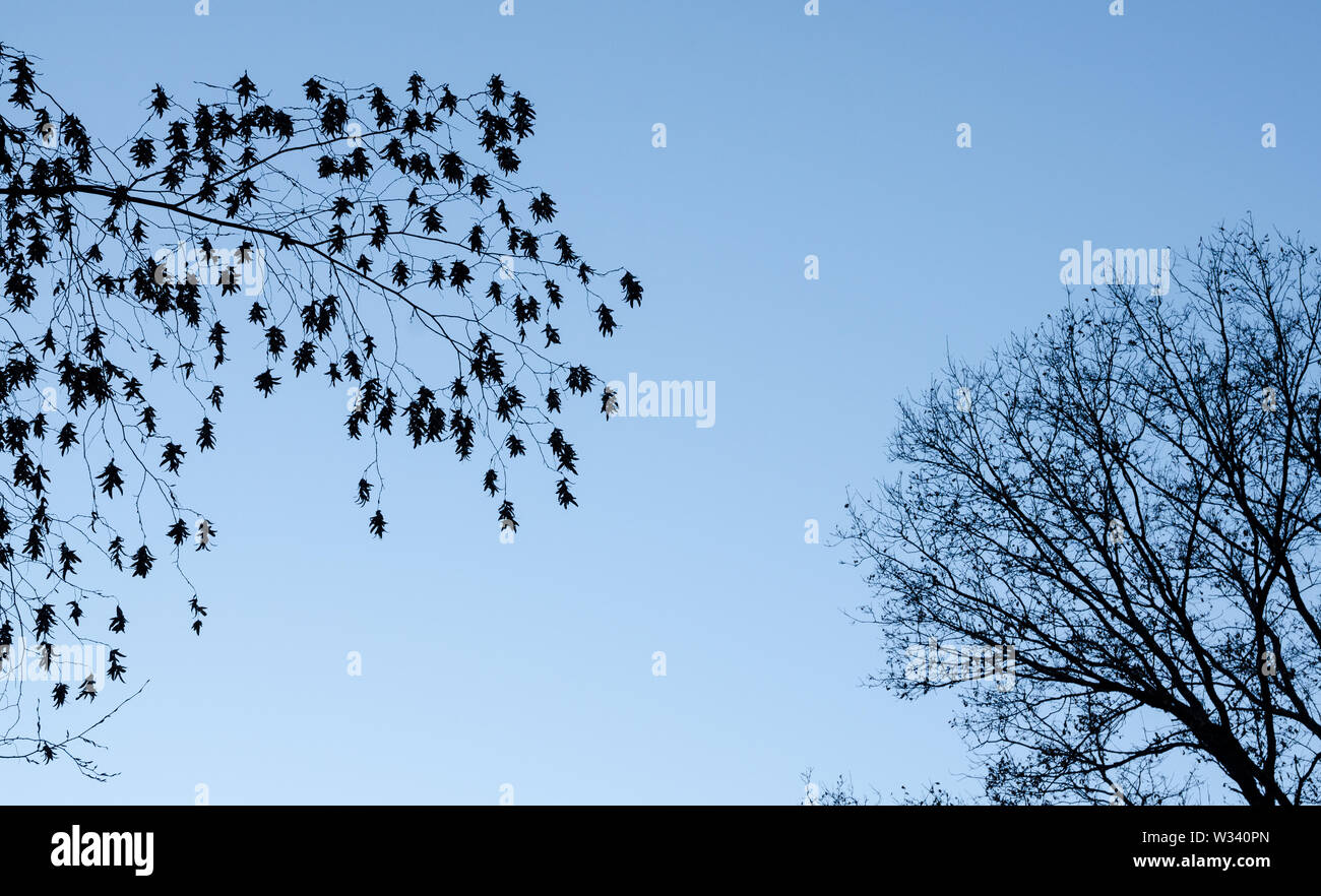 Silhouette de feuilles sur une branche contre ciel bleu clair à l'automne Banque D'Images