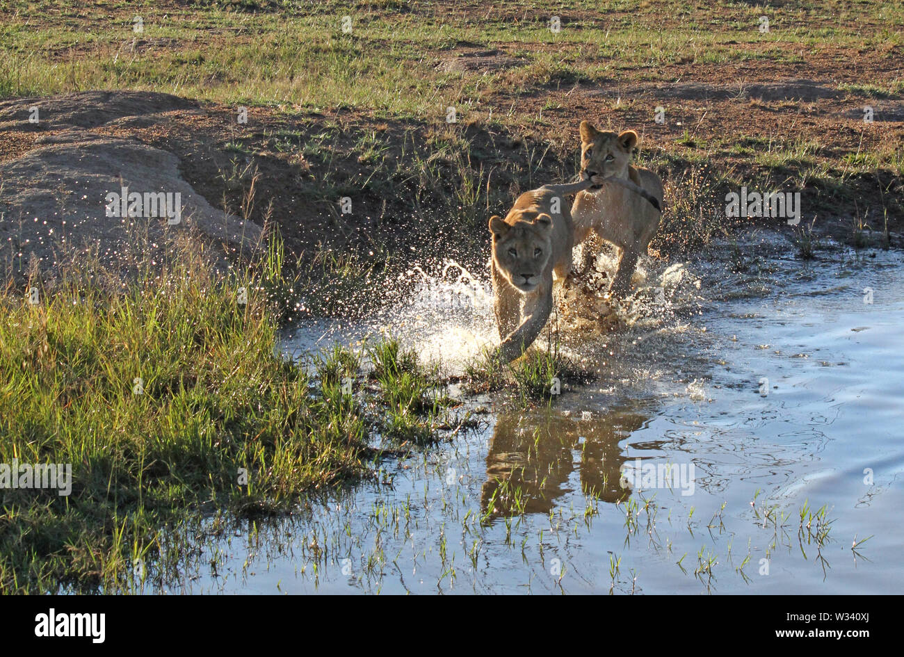 Deux jeunes lions qui traverse l'eau peu profonde d'un étang dans une réserve de la faune de l'Afrique du Sud Banque D'Images