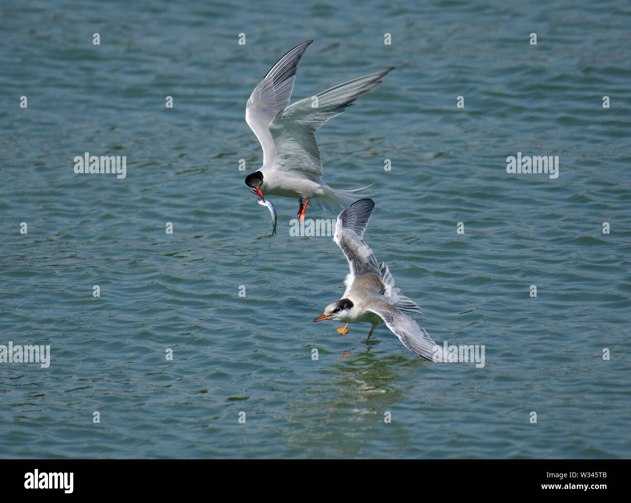 La Sterne pierregarin, Sterna hirundo, en vol, avec de jeunes adultes, Preston, Lancashire, UK Docks Banque D'Images