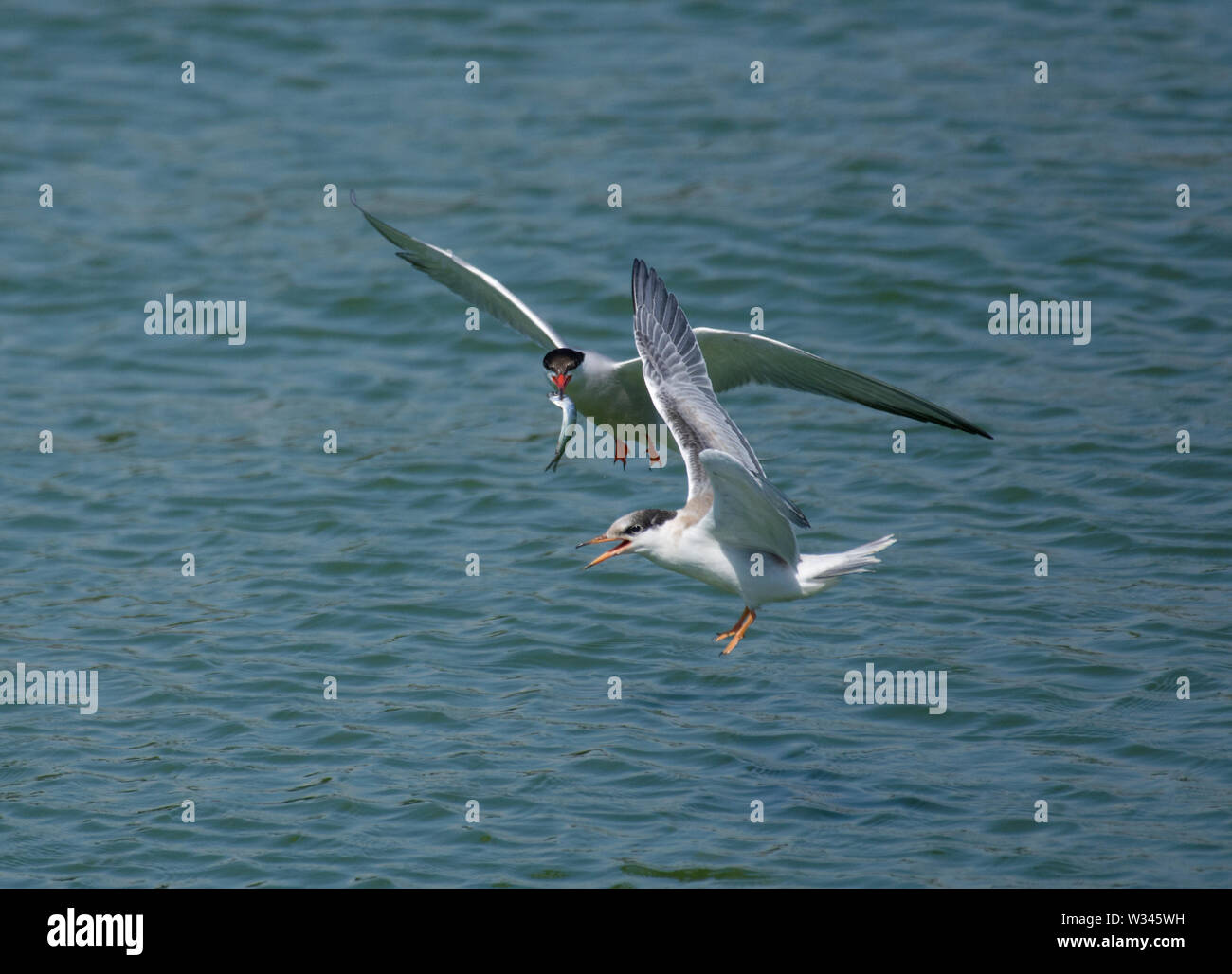 La Sterne pierregarin, Sterna hirundo, en vol, avec les proies, avec de jeunes adultes, Preston, Lancashire, UK Docks Banque D'Images