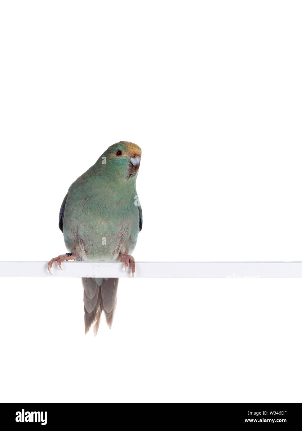 Turquoise Kakariki curieux oiseau posé sur la tige blanche, looking at camera. Isolé sur fond blanc. Banque D'Images