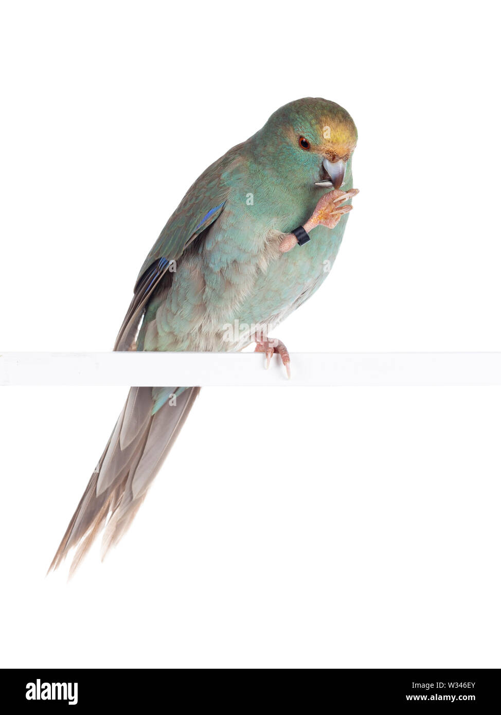 Turquoise Kakariki curieux oiseau posé sur une griffe sur la tige blanche avec des graines de tournesol en bec, à la recherche de semences. Isolé sur fond blanc. Banque D'Images