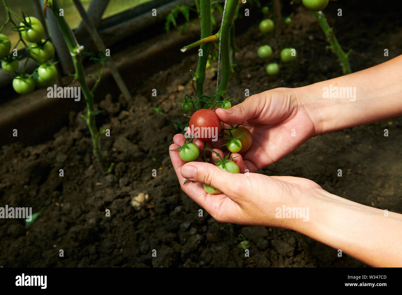 De la récolte à la recherche d'un plant de tomates vertes à des émissions Banque D'Images