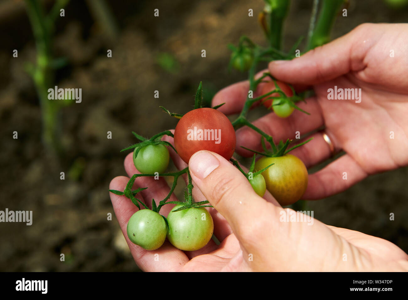 De la récolte à la recherche d'un plant de tomates vertes à des émissions Banque D'Images