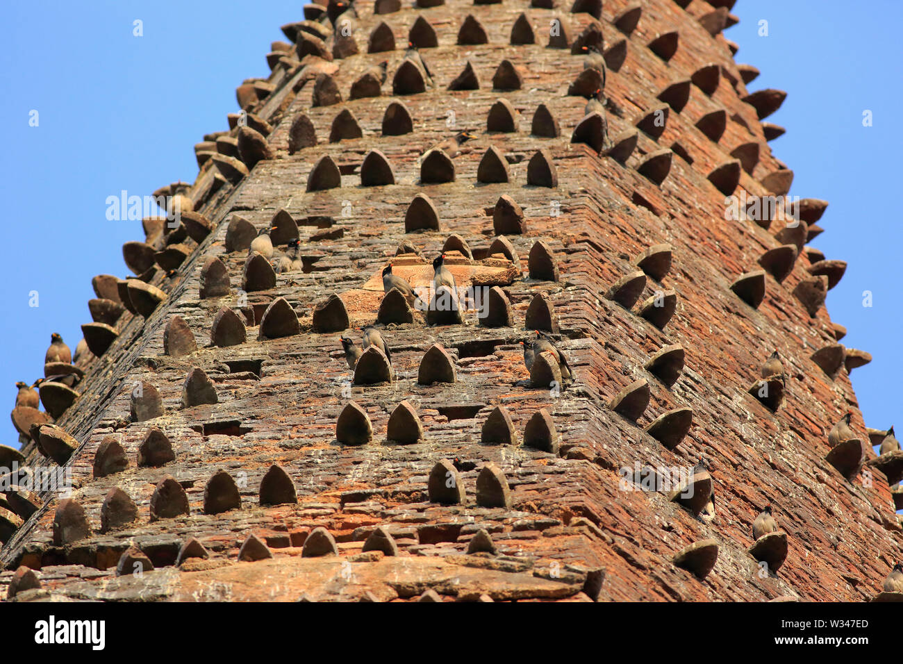 Myna jungle sur le mur d'un ancien temple. Le Bangladesh. Banque D'Images