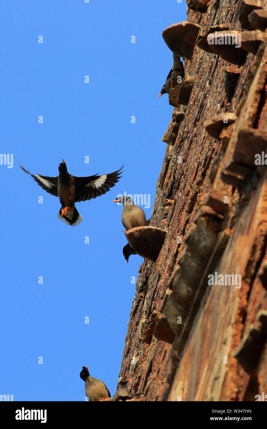 Myna jungle sur le mur d'un ancien temple. Le Bangladesh. Banque D'Images