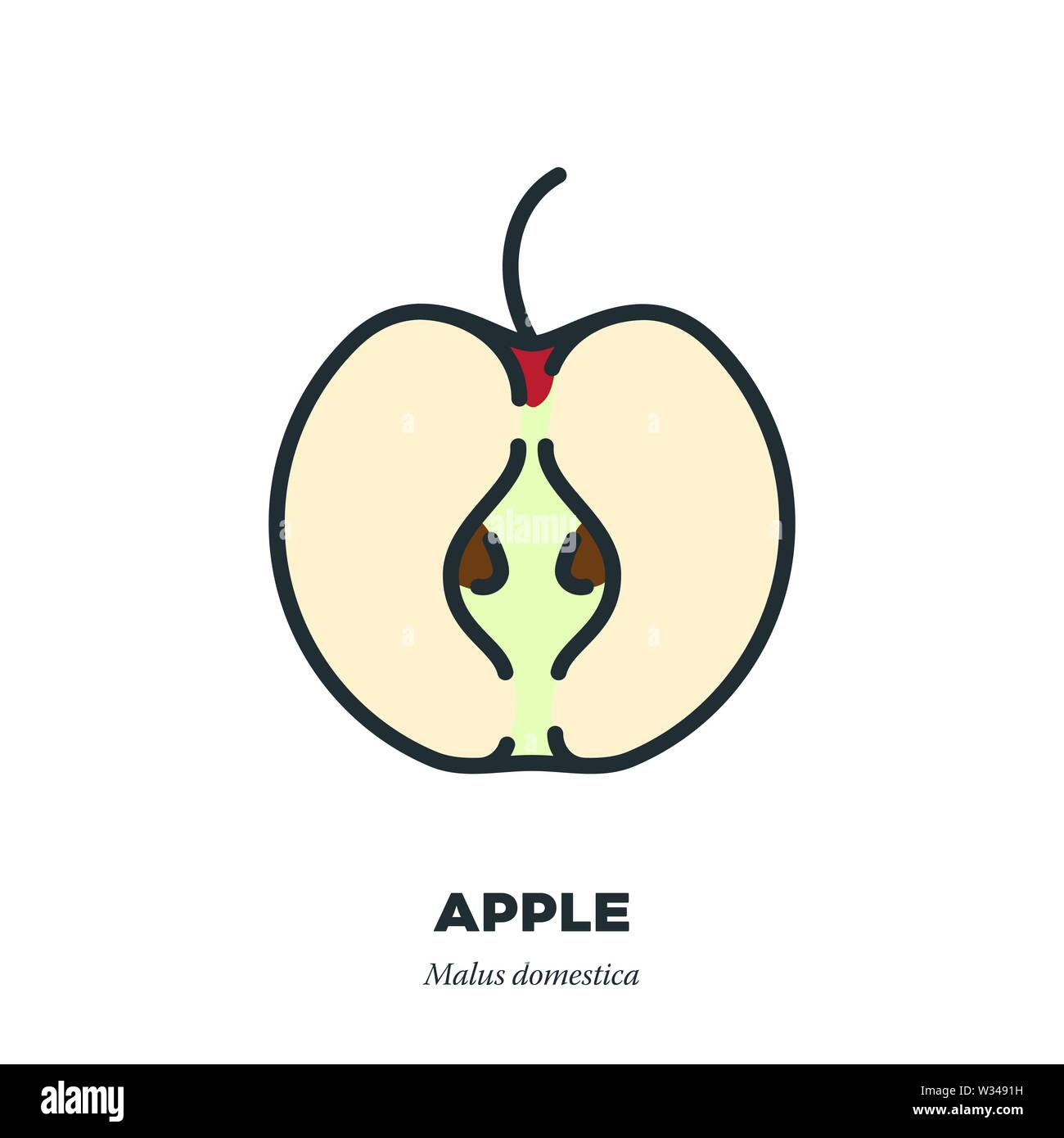 La moitié des fruits, l'icône Apple colore fill style vector illustration Illustration de Vecteur
