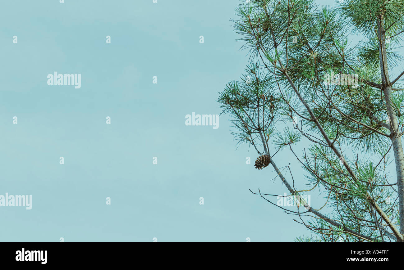 Photo en gros plan de branches d'arbres de pin et pomme de pin au cours de journée ensoleillée. Sur fond de ciel bleu Banque D'Images