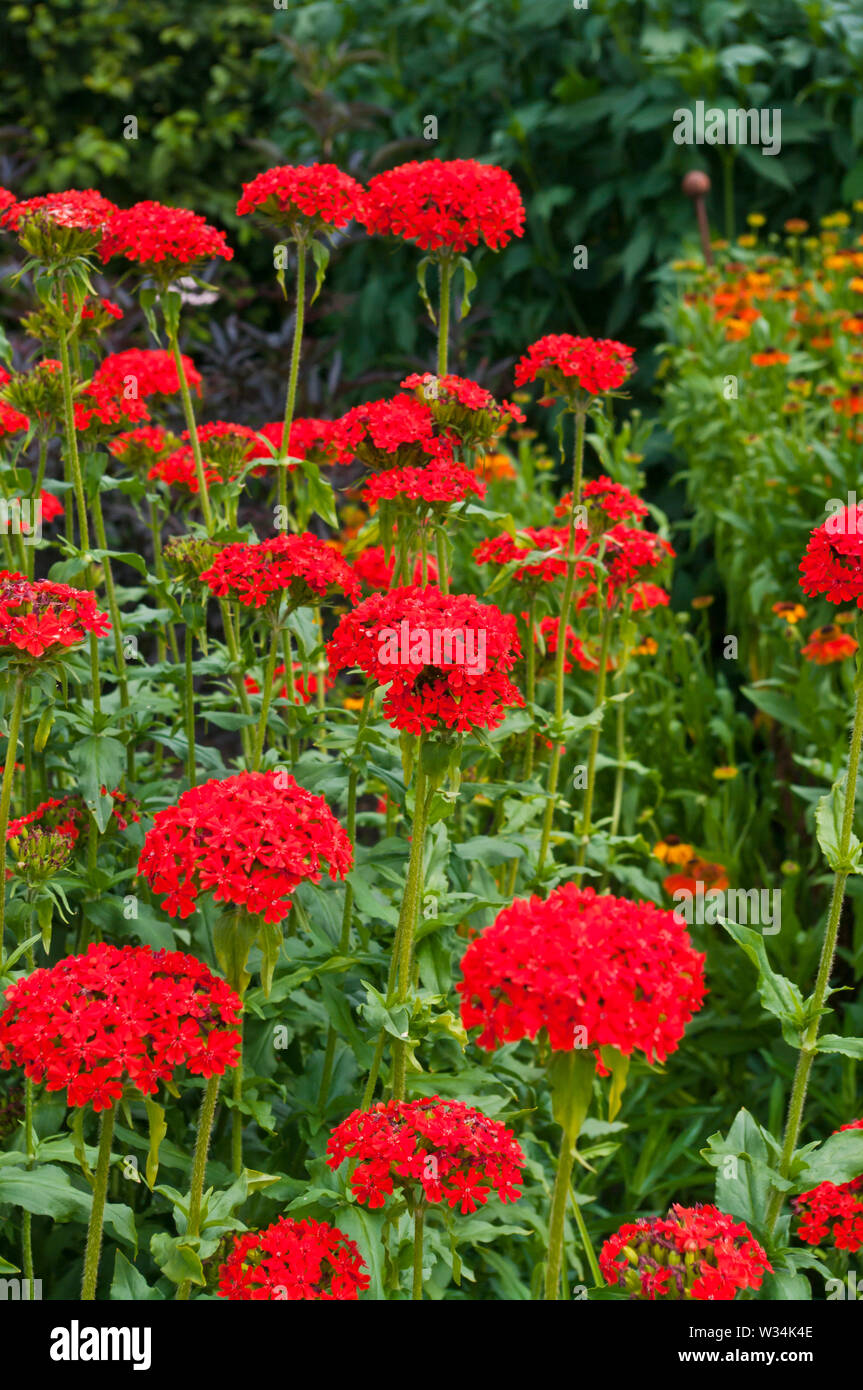 Lychnis Chalcedonica croix de Malte Banque D'Images