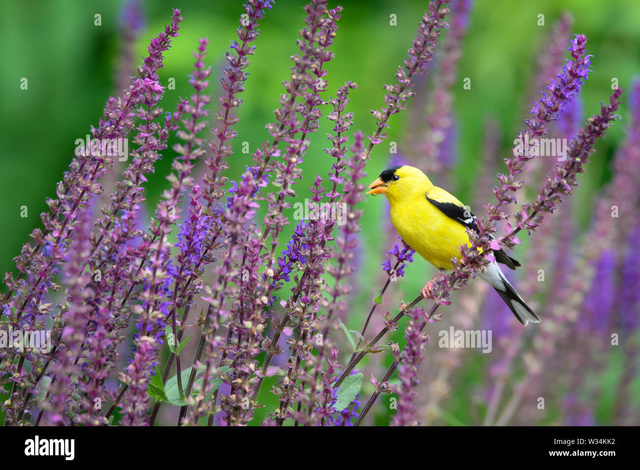Un mâle Chardonneret jaune trouve un repas entre certains violet couleur sauge des bois dans un jardin à Scarborough, Ontario. Banque D'Images